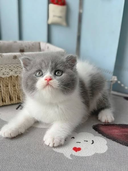 Scottish Fold
