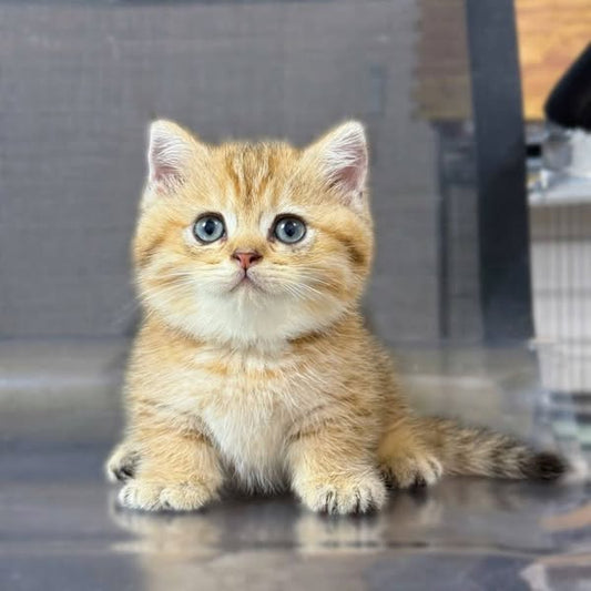 Munchkin