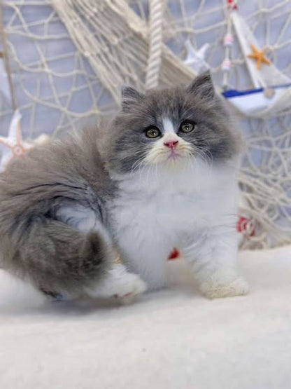 British Longhair