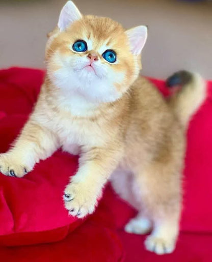 British Shorthair