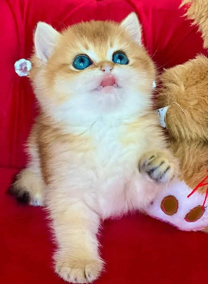 British Shorthair