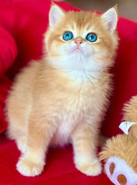British Shorthair