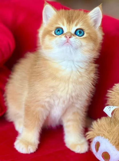 British Shorthair