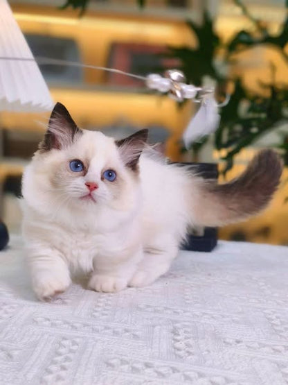 Munchkin Ragdoll