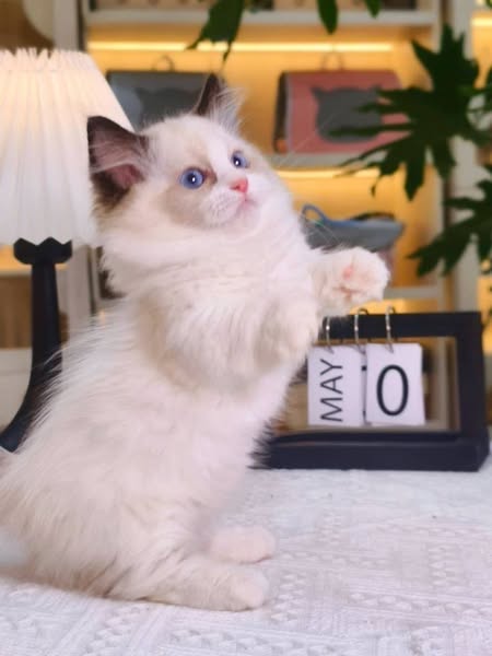 Munchkin Ragdoll