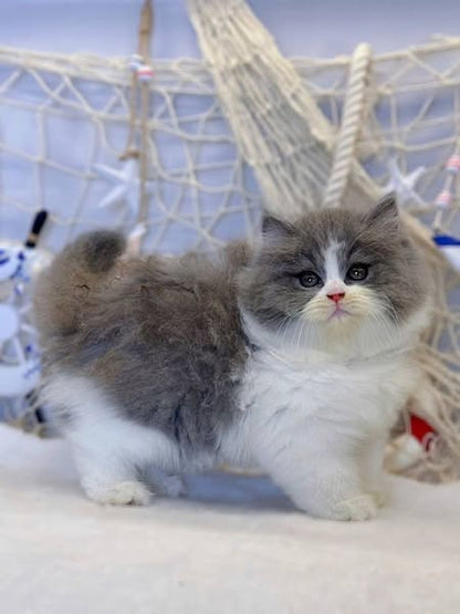 British Longhair
