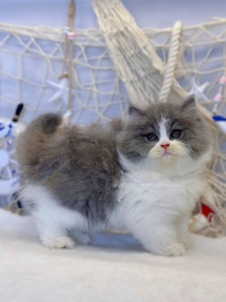 British Longhair