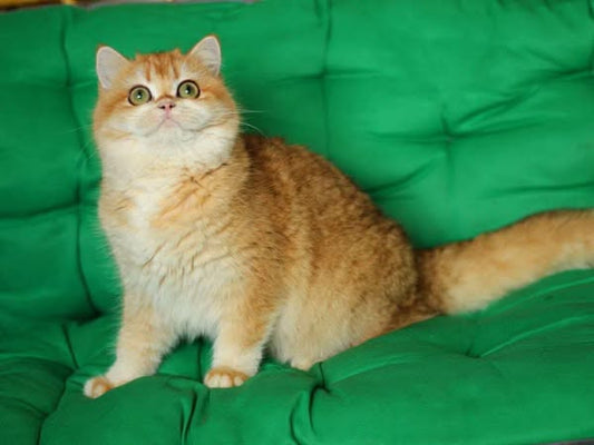 British Shorthair