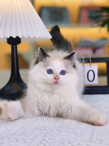 Ragdoll