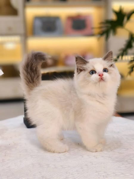 Ragdoll