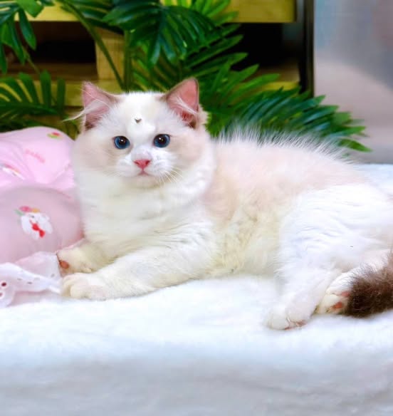 Ragdoll
