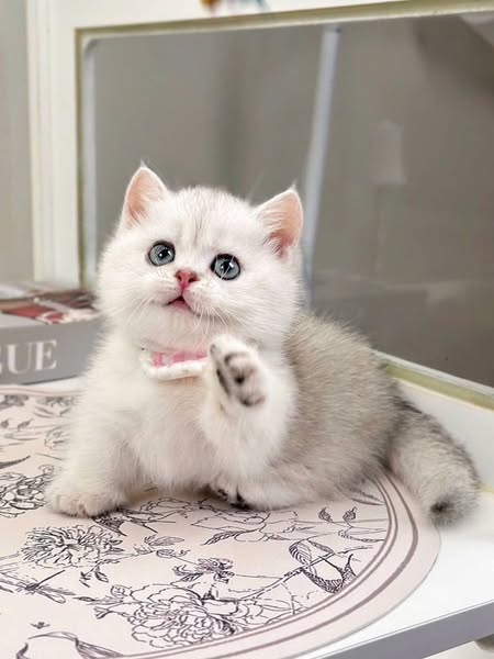 Munchkin