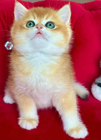 British Shorthair