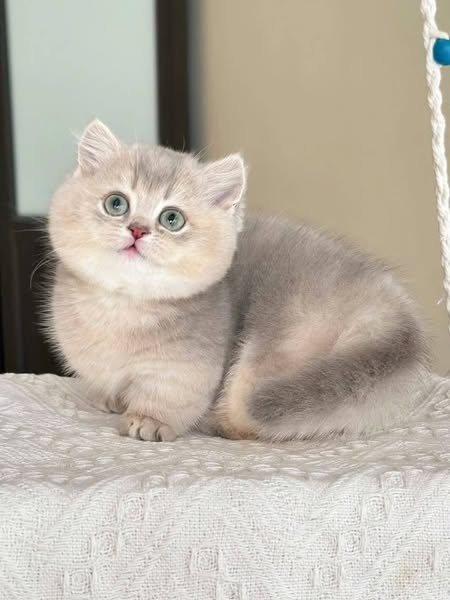 Munchkin