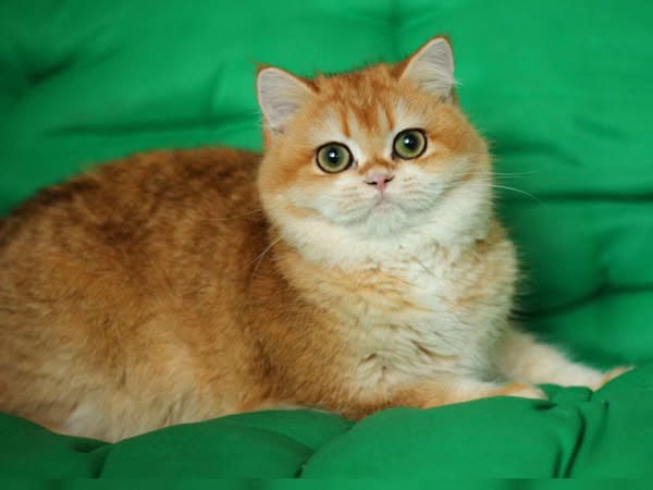 British Shorthair