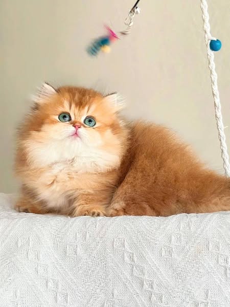 Munchkin Longhair