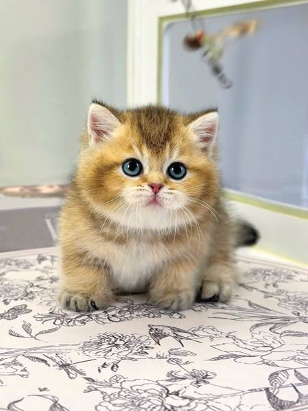 Munchkin