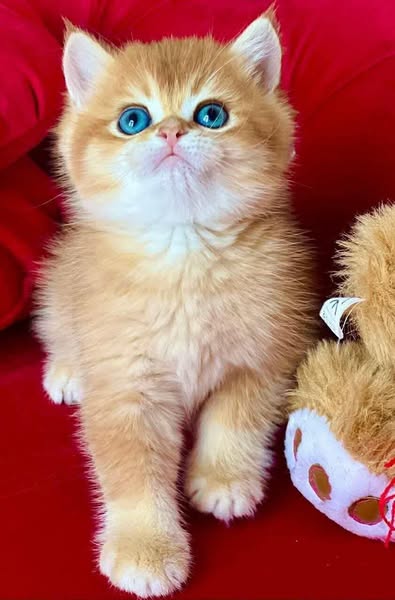 British Shorthair