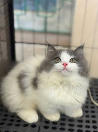 Munchkin Longhair