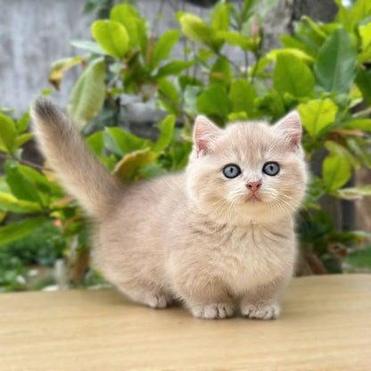 Munchkin