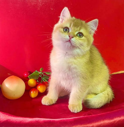 British Shorthair