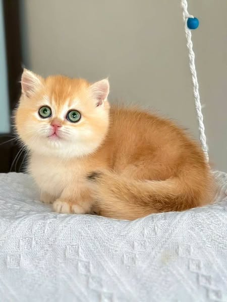 Munchkin