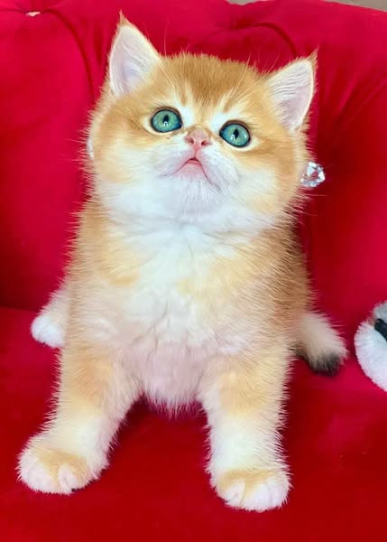 British Shorthair