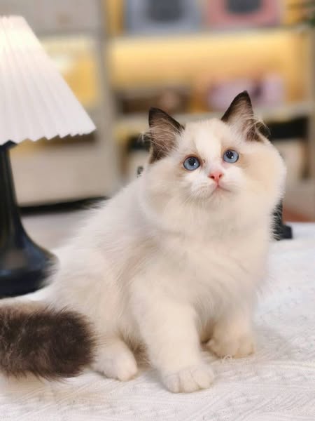 Ragdoll