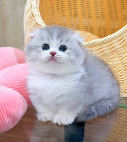 Munchkin Fold Longhair