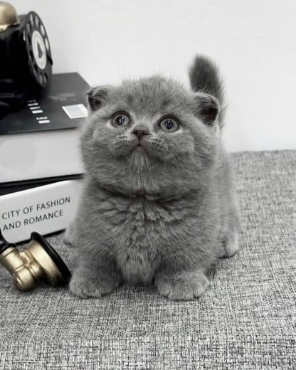 Munchkin Fold