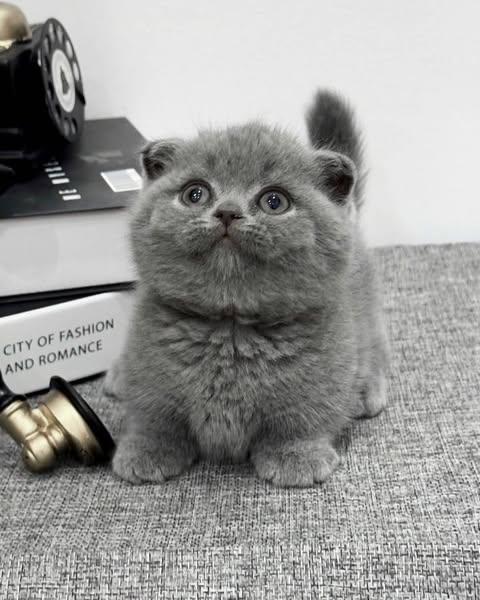 Munchkin Fold