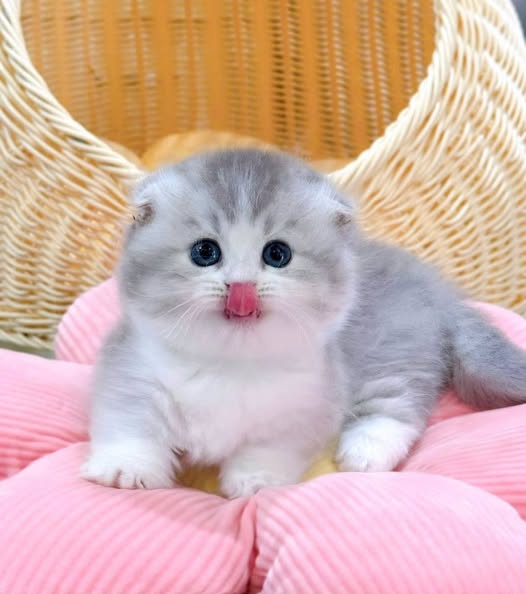 Munchkin Fold Longhair