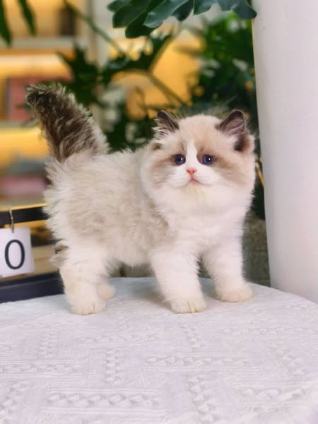 Ragdoll
