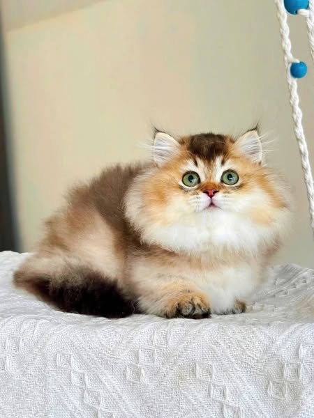 Munchkin Longhair