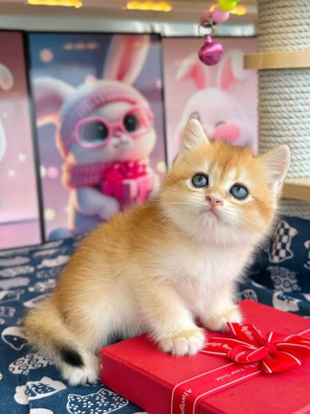British Shorthair