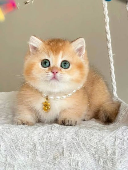 Munchkin
