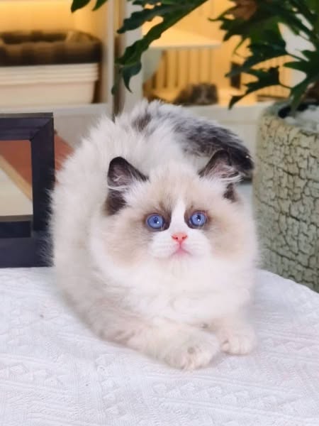 Ragdoll