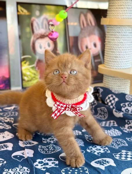 British Shorthair