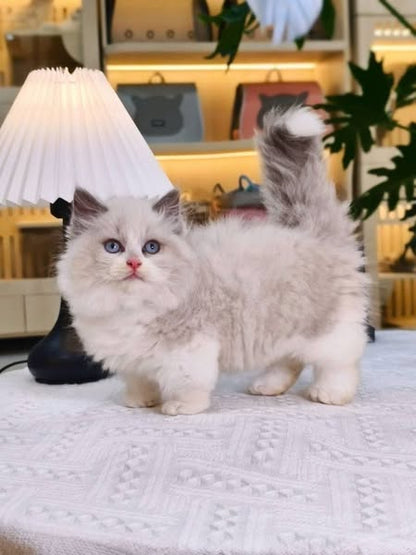Munchkin Ragdoll