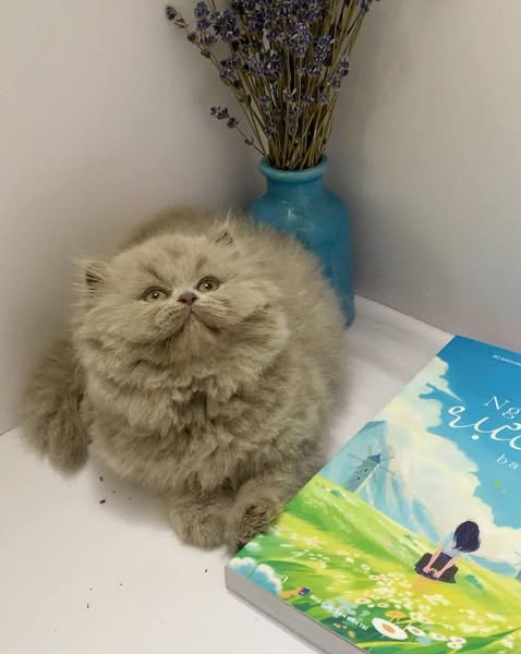 British Longhair