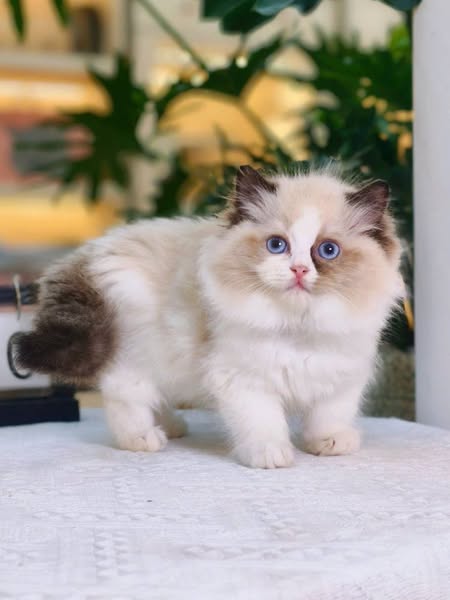 Ragdoll