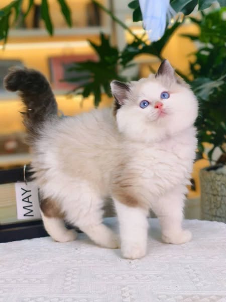 Ragdoll
