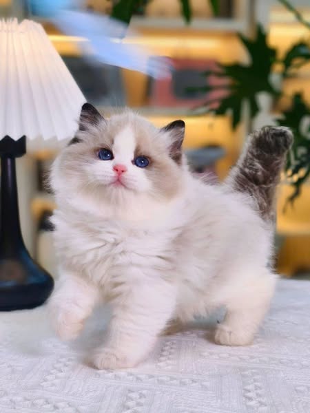 Ragdoll