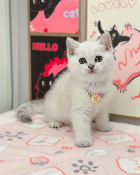 British Shorthair