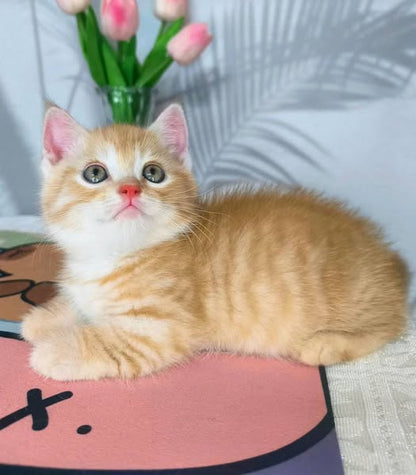 Munchkin