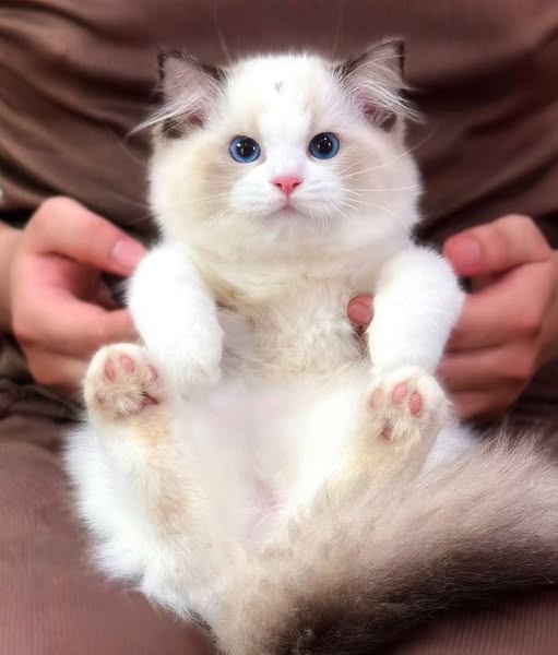 Ragdoll