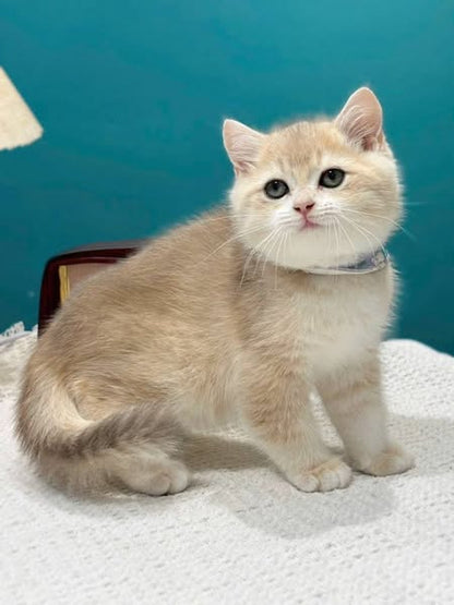 British Shorthair