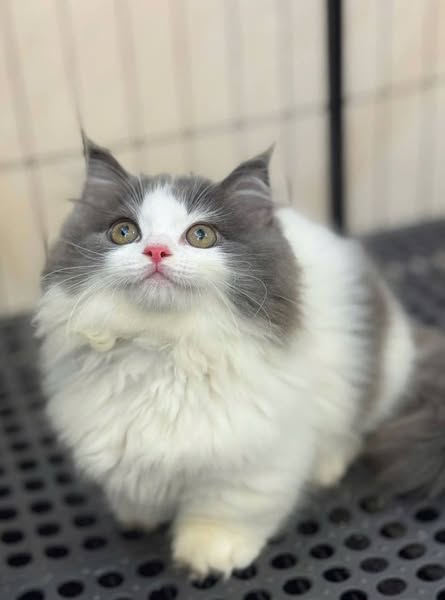 Munchkin Longhair