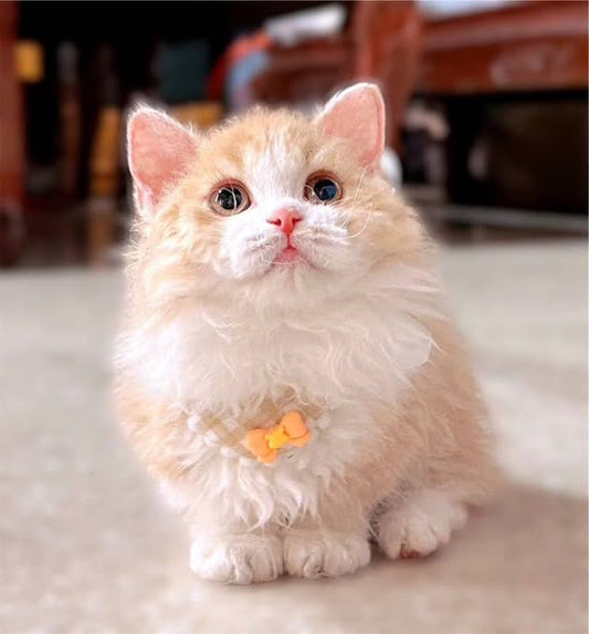 Selkirk Rex Munchkin