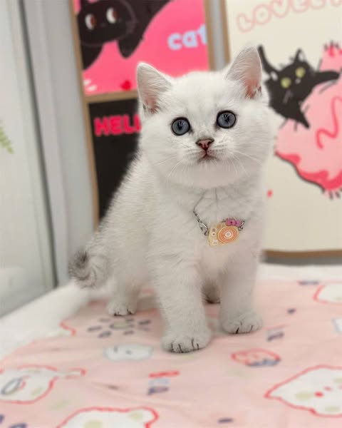 British Shorthair